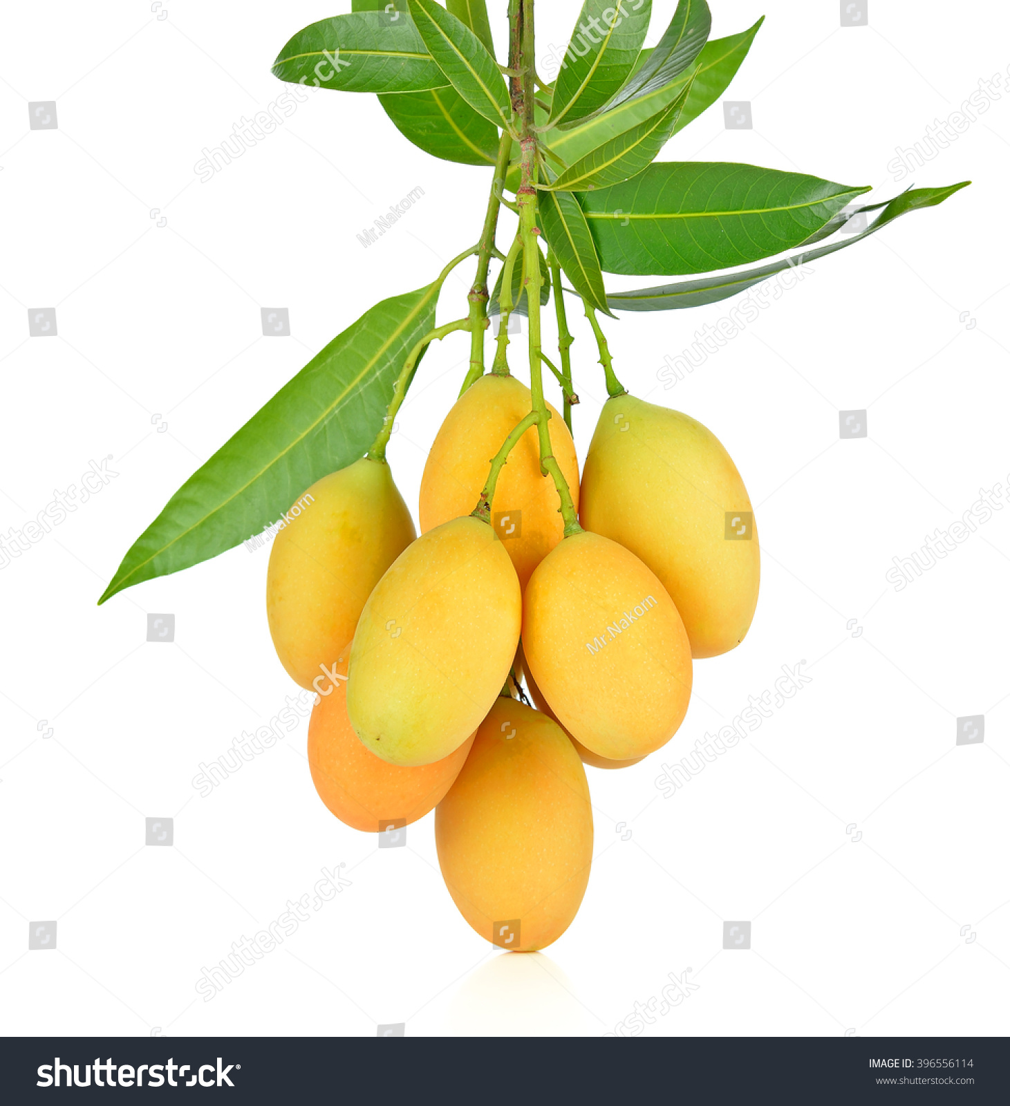 https://image.shutterstock.com/z/stock-photo-a-closeup-sweet-marian-plum-thai-fruit-isolated-on-white-background-mayongchid-maprang-marian-plum-396556114.jpg