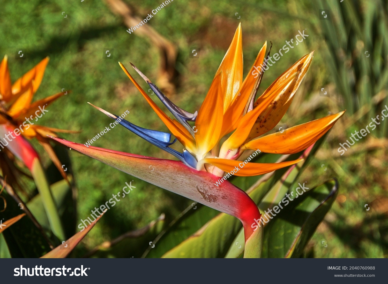 Paradiesvogelblume Images, Stock Photos & Vectors | Shutterstock