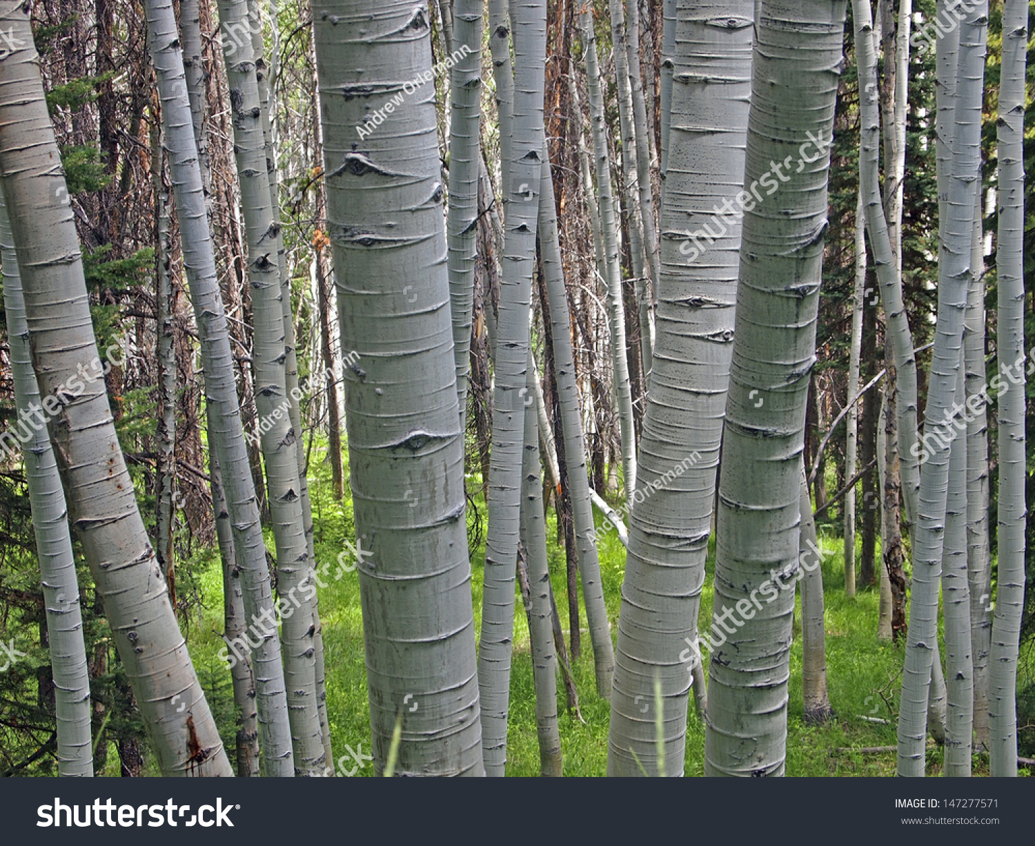 A Clump Of White Barked Aspen Trees In A Forest. Stock Photo 147277571 ...