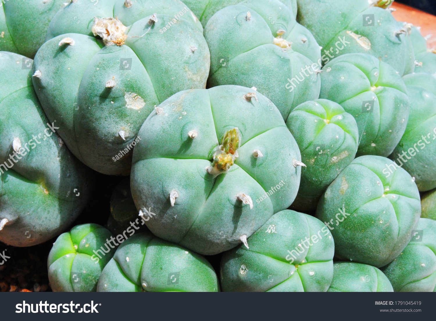 Cluster Mescaline Peyote Cacti Mexico Foto stock 1791045419 | Shutterstock