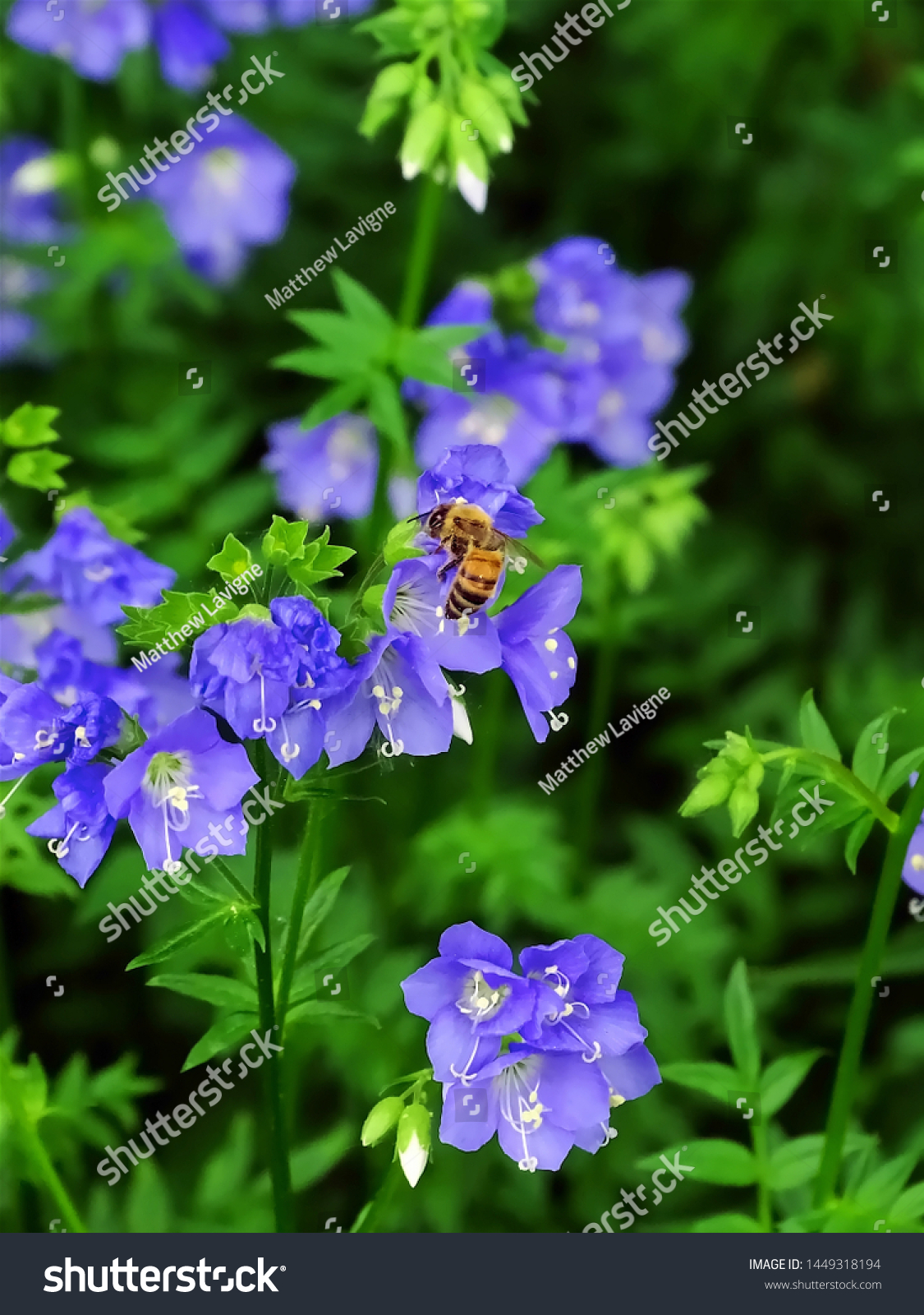 Cluster Small Purple Flowers Flying Honey Stock Photo Edit Now 1449318194