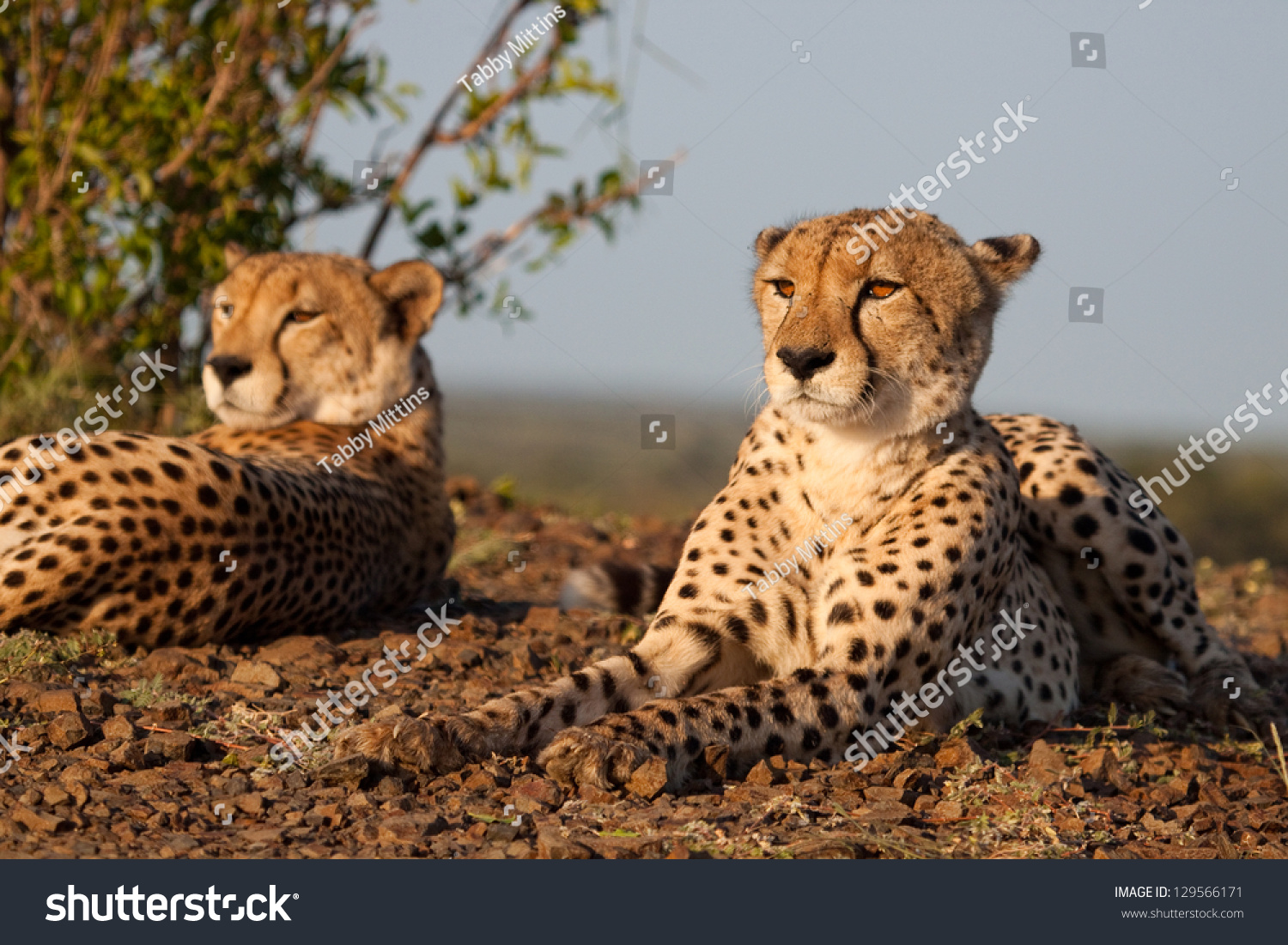 A Coalition Of Cheetahs Resting At Dawn Stock Photo 129566171 ...