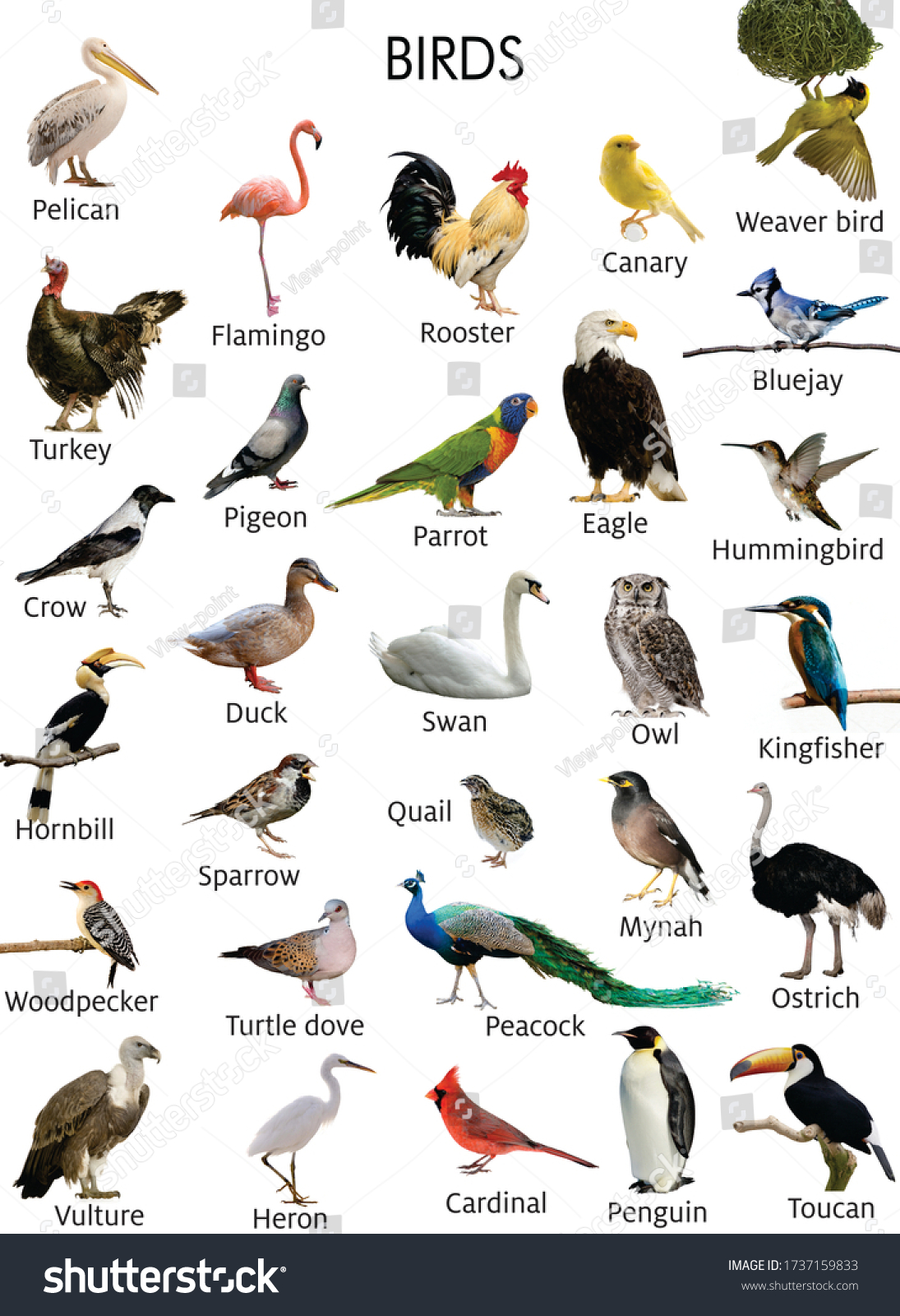 289,711 Bird collection Images, Stock Photos & Vectors | Shutterstock