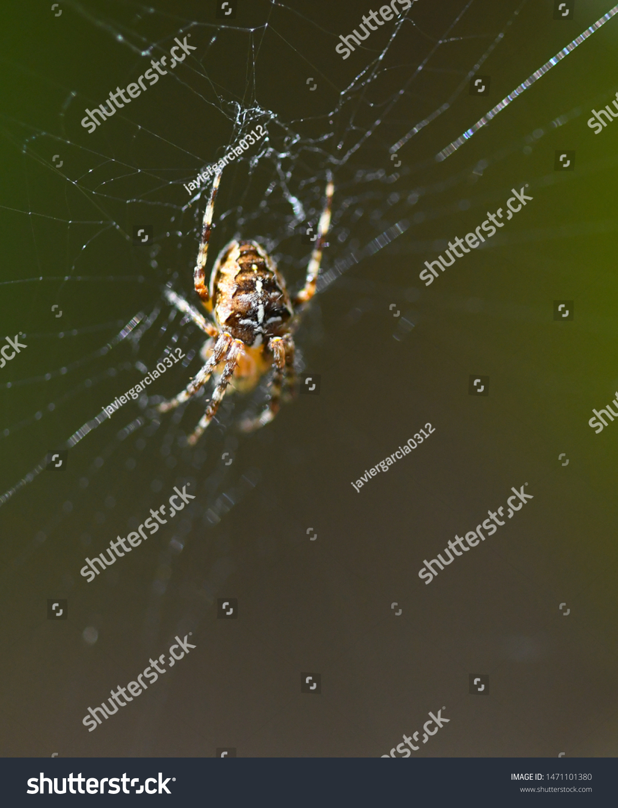 Common Garden Spider Spins Web Stock Photo Edit Now 1471101380