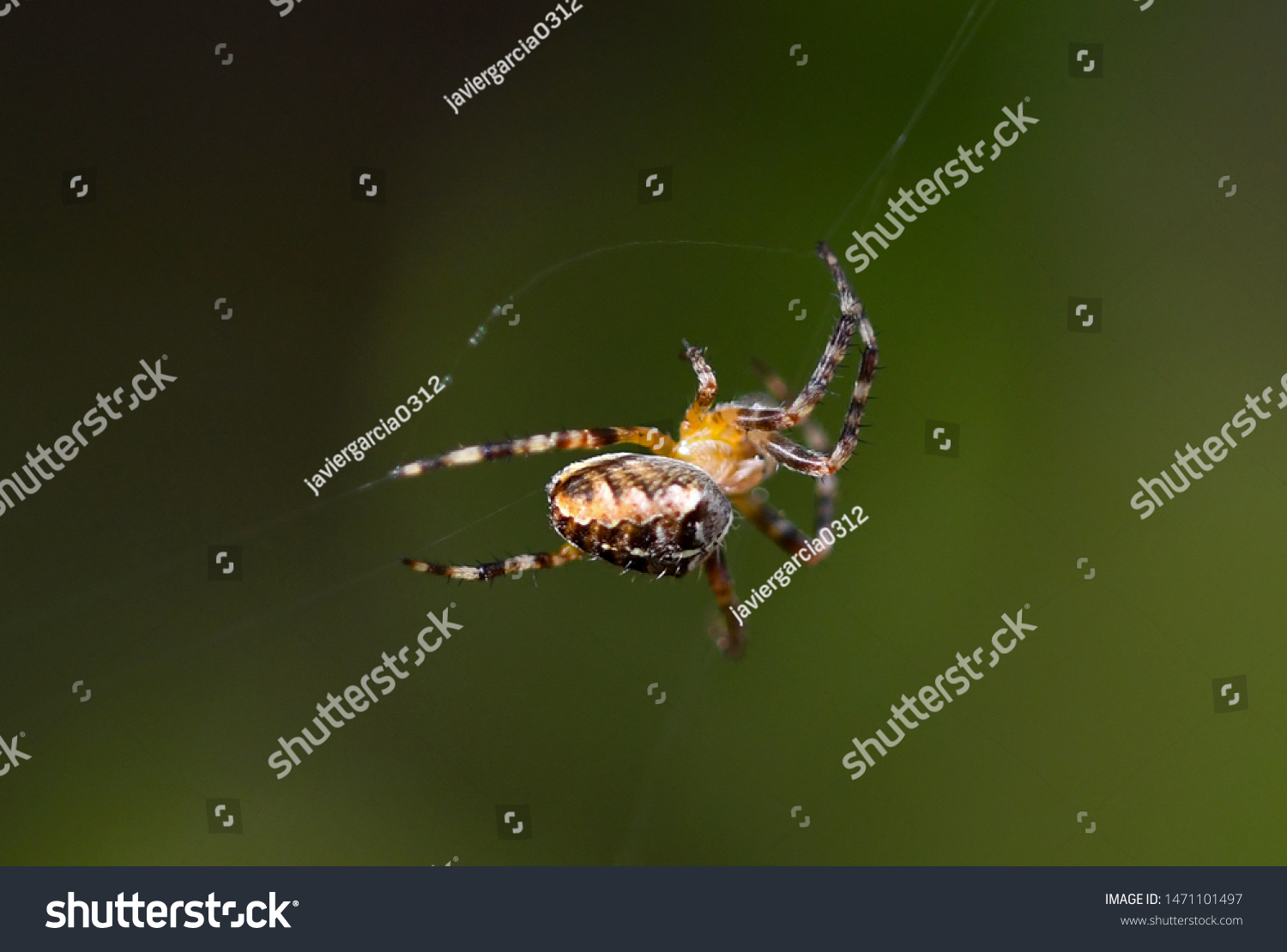 Common Garden Spider Spins Web Stock Photo Edit Now 1471101497