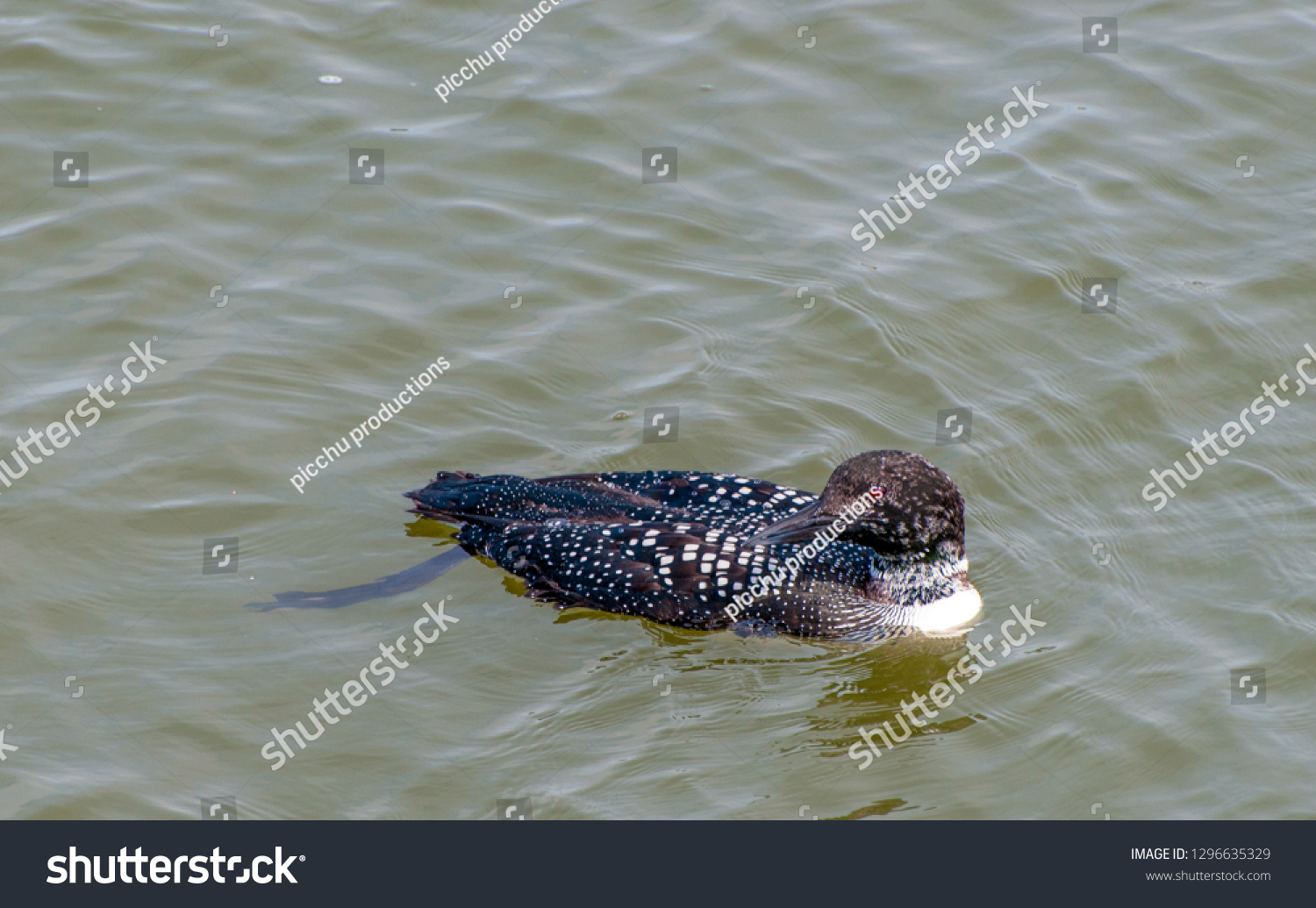 Common Loon Gavia Immer Swims On Stock Photo Edit Now 1296635329