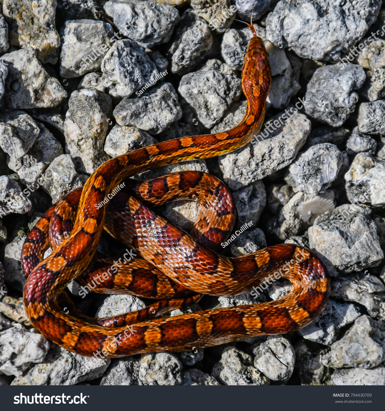 Florida Corn Snake Images Stock Photos Vectors Shutterstock