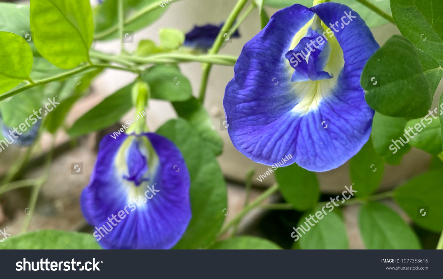 682 Aparajita flowers Images, Stock Photos & Vectors | Shutterstock