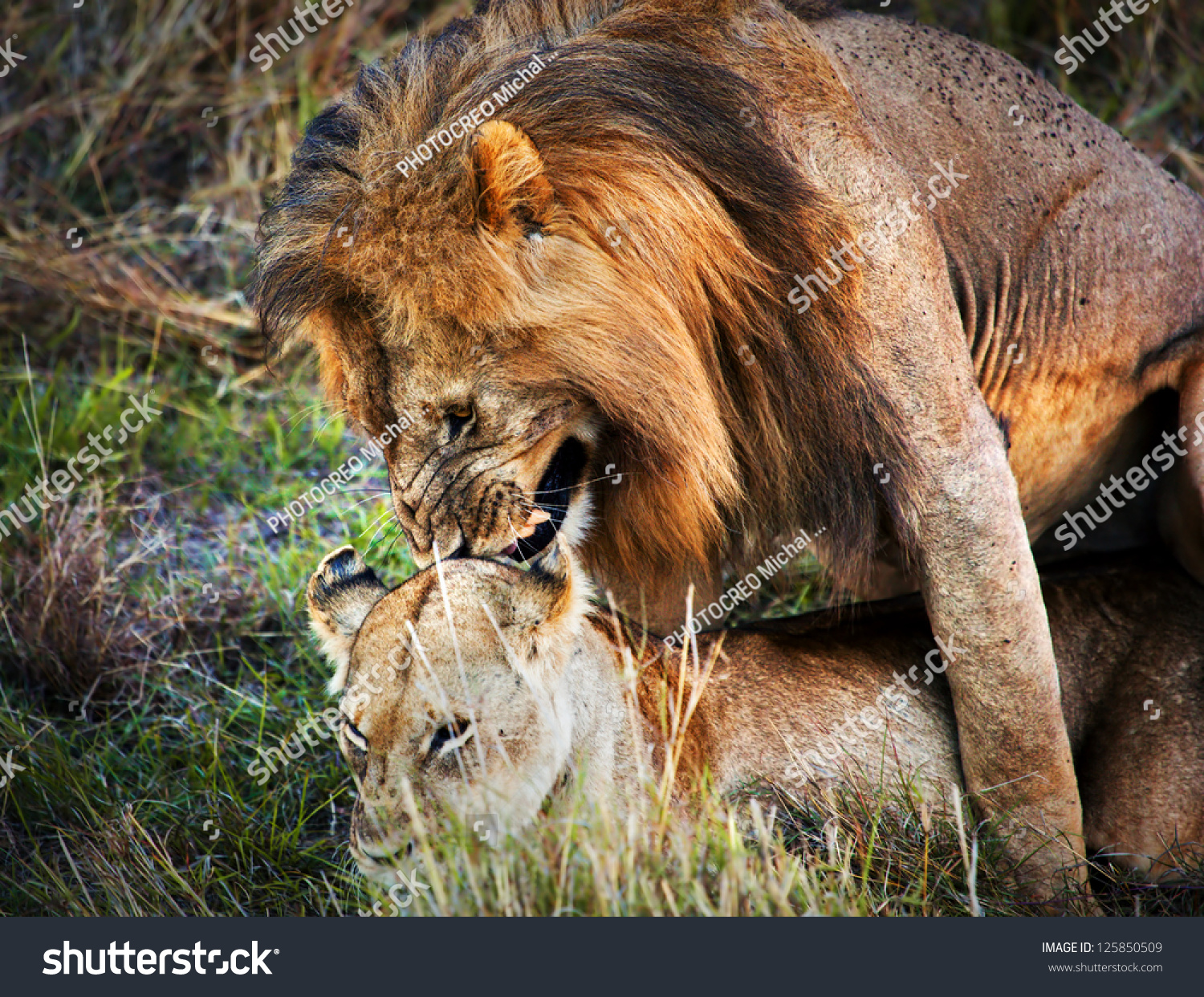 Couple Male Lion Female Lion Copulation の写真素材 今すぐ編集