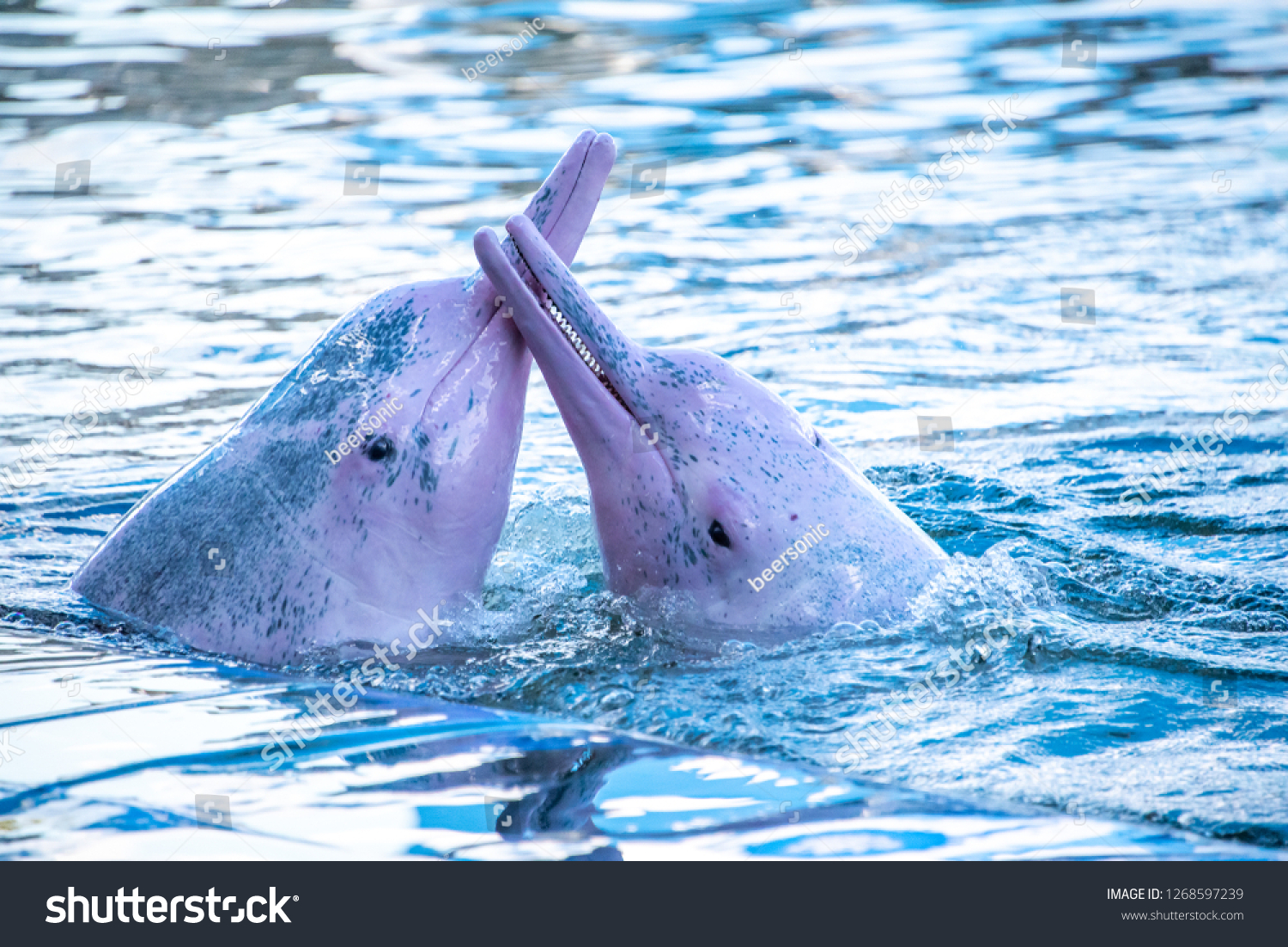 Pink bottlenose dolphin pic