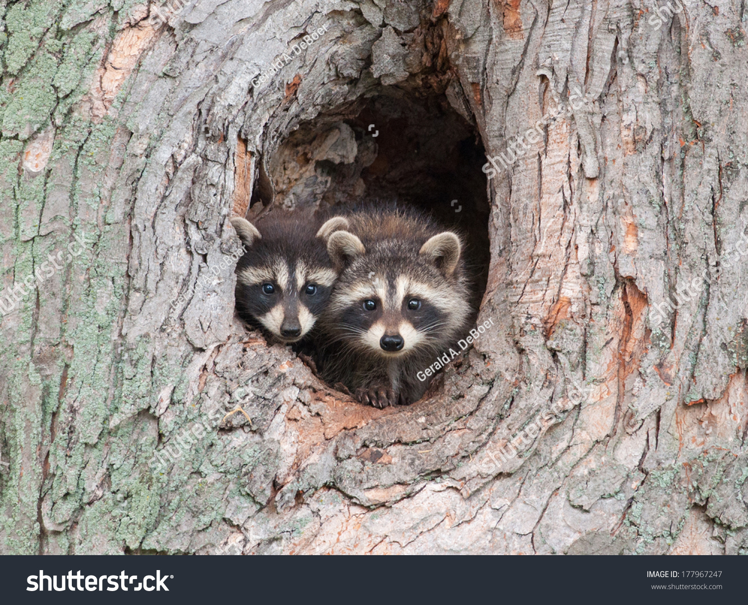 A Couple Of Young Raccoons Poke Their Heads Out Of A Hole In A Tree ...