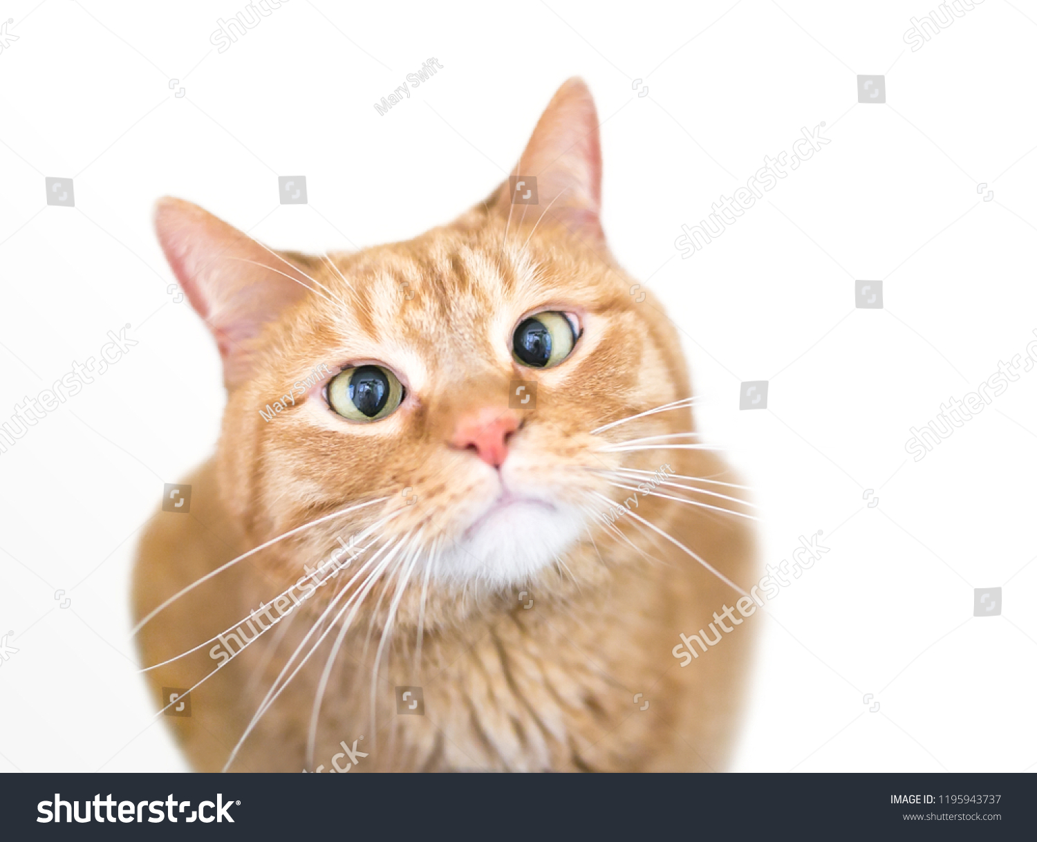 Crosseyed Domestic Shorthair Orange Tabby Cat Stock Photo Edit