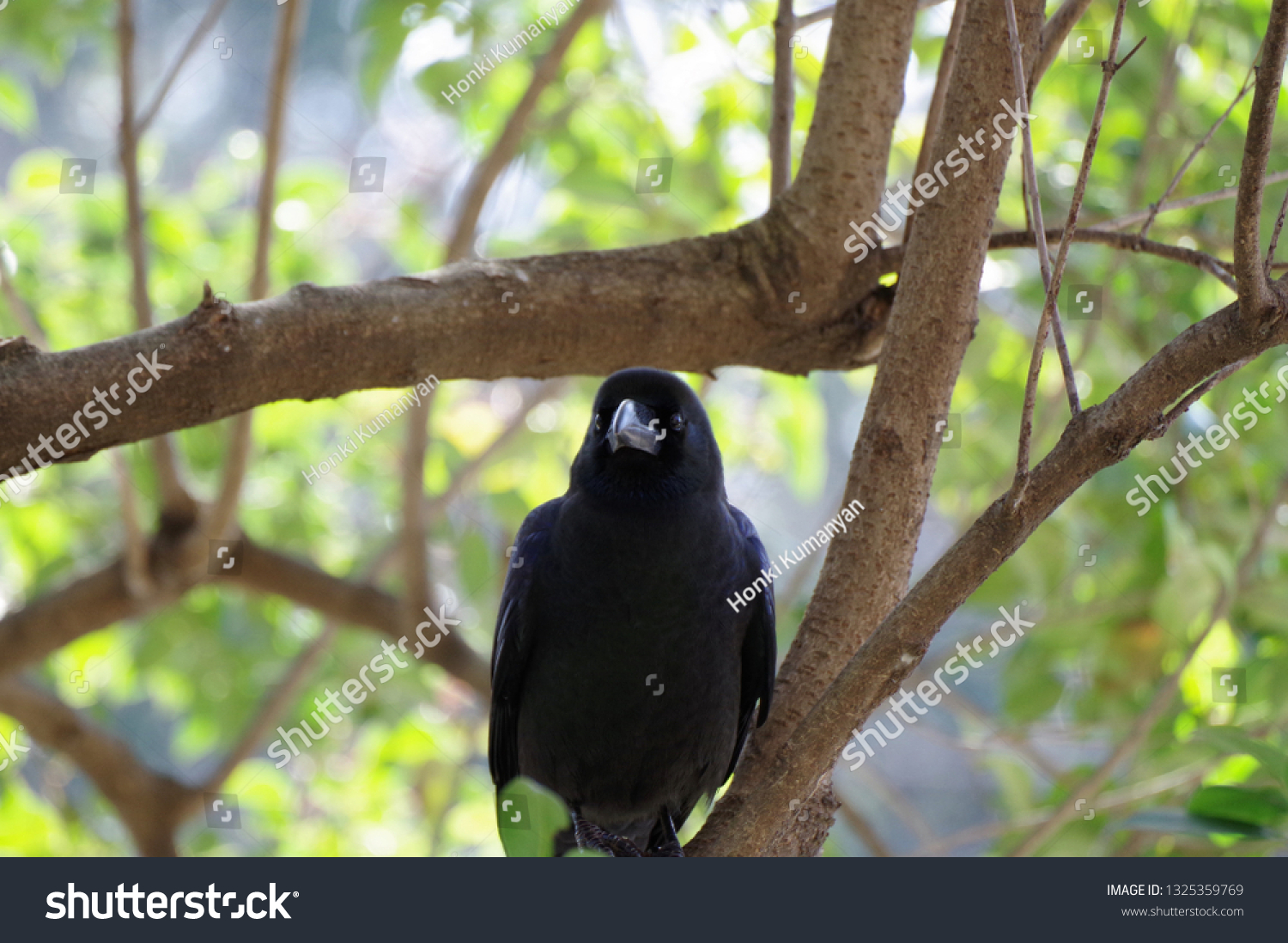 Crow Forest Stock Photo Edit Now Crow Forest Stock Photo Edit Now