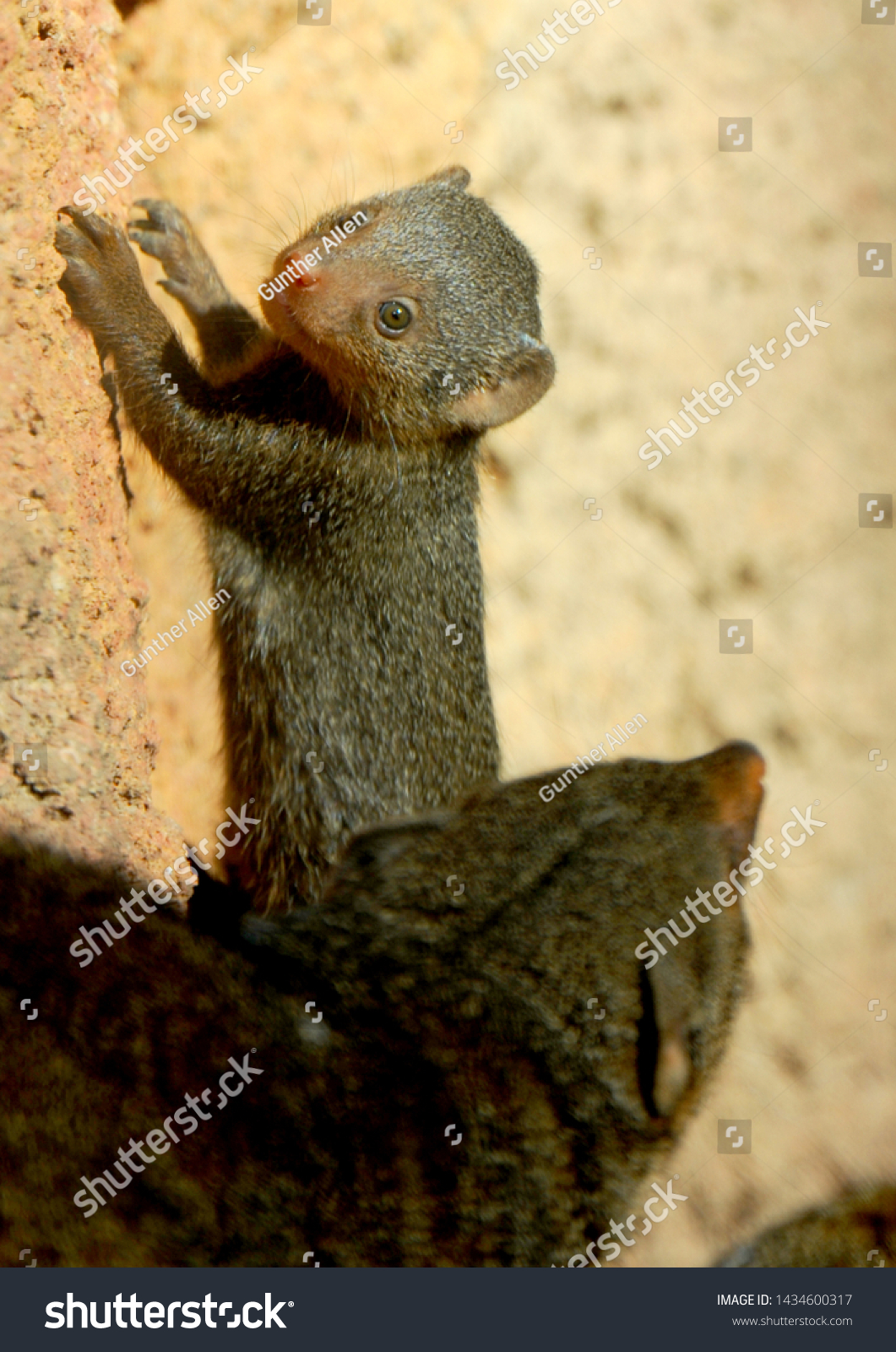 Cute Baby Mongoose Poses On Rock Stock Photo Edit Now