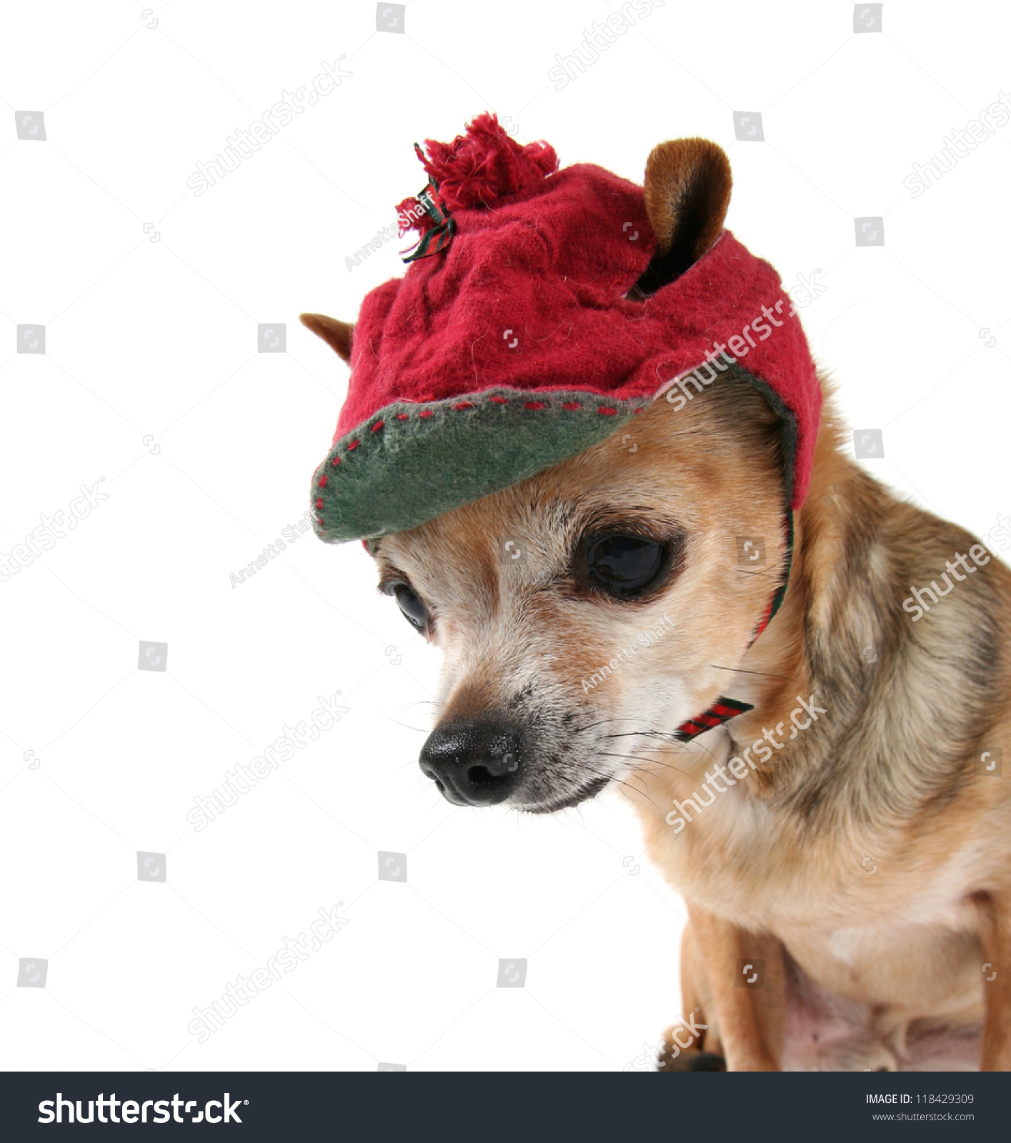 winter hats for chihuahuas