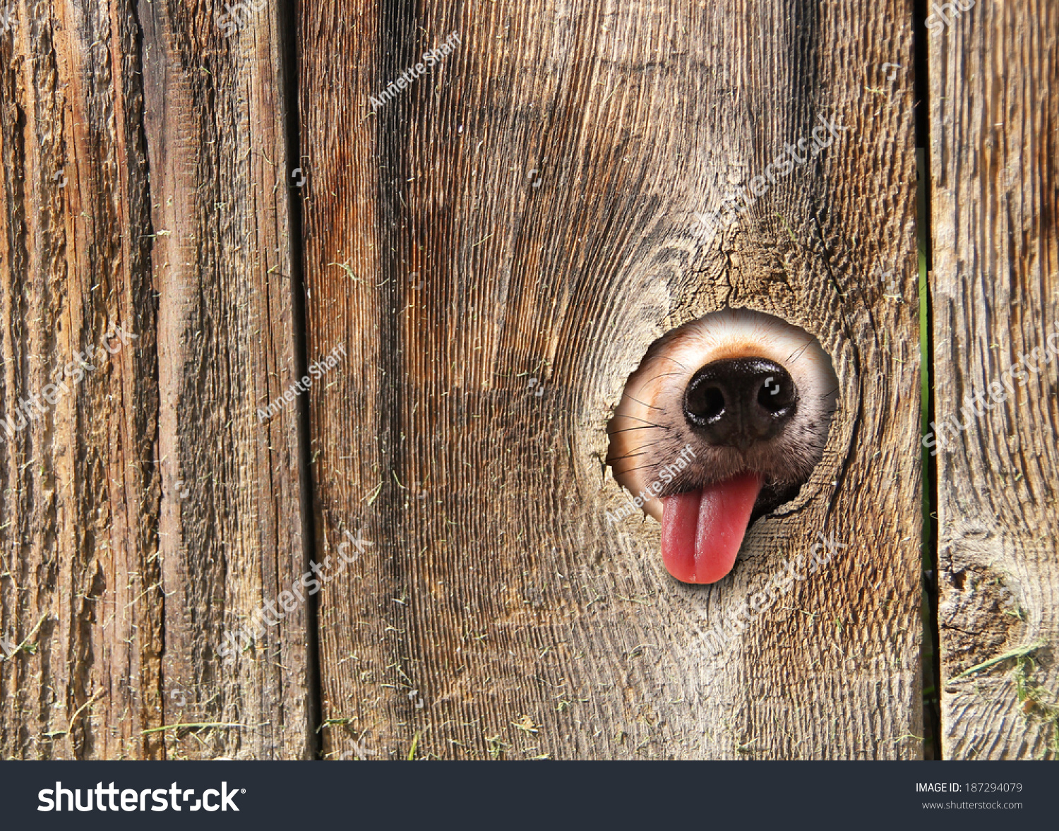 Cute Dogs Nose Tongue Poking Out Stock Photo 187294079 ...