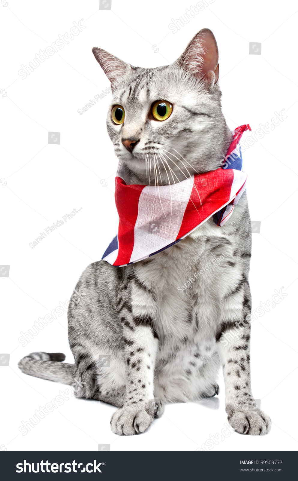 Cute Egyptian Mau Breed Cat Us Stock Photo 99509777 - Shutterstock Cute Egyptian Mau Breed Cat Us Stock Photo 99509777 - Shutterstock