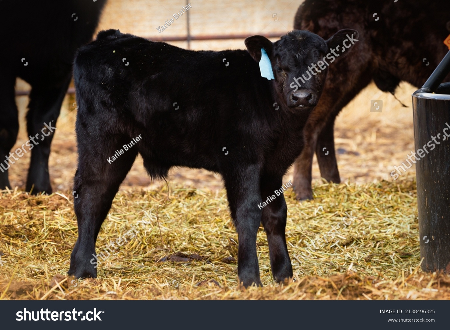 Cute Little Black Angus Calf Standing Stock Photo 2138496325 | Shutterstock