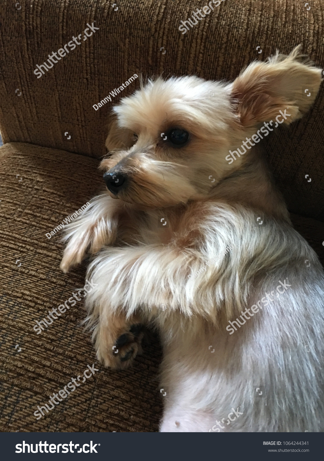 Cute Little Dog Yorkshire Terrier Her Stock Image Download Now