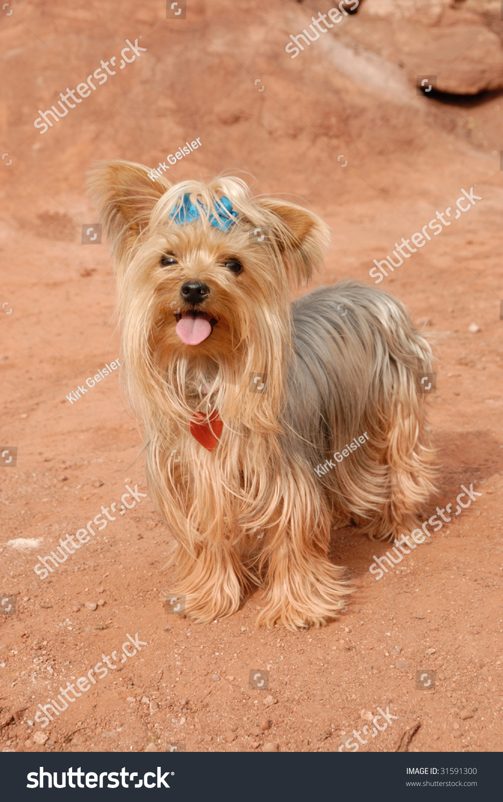 yorkie dog bows