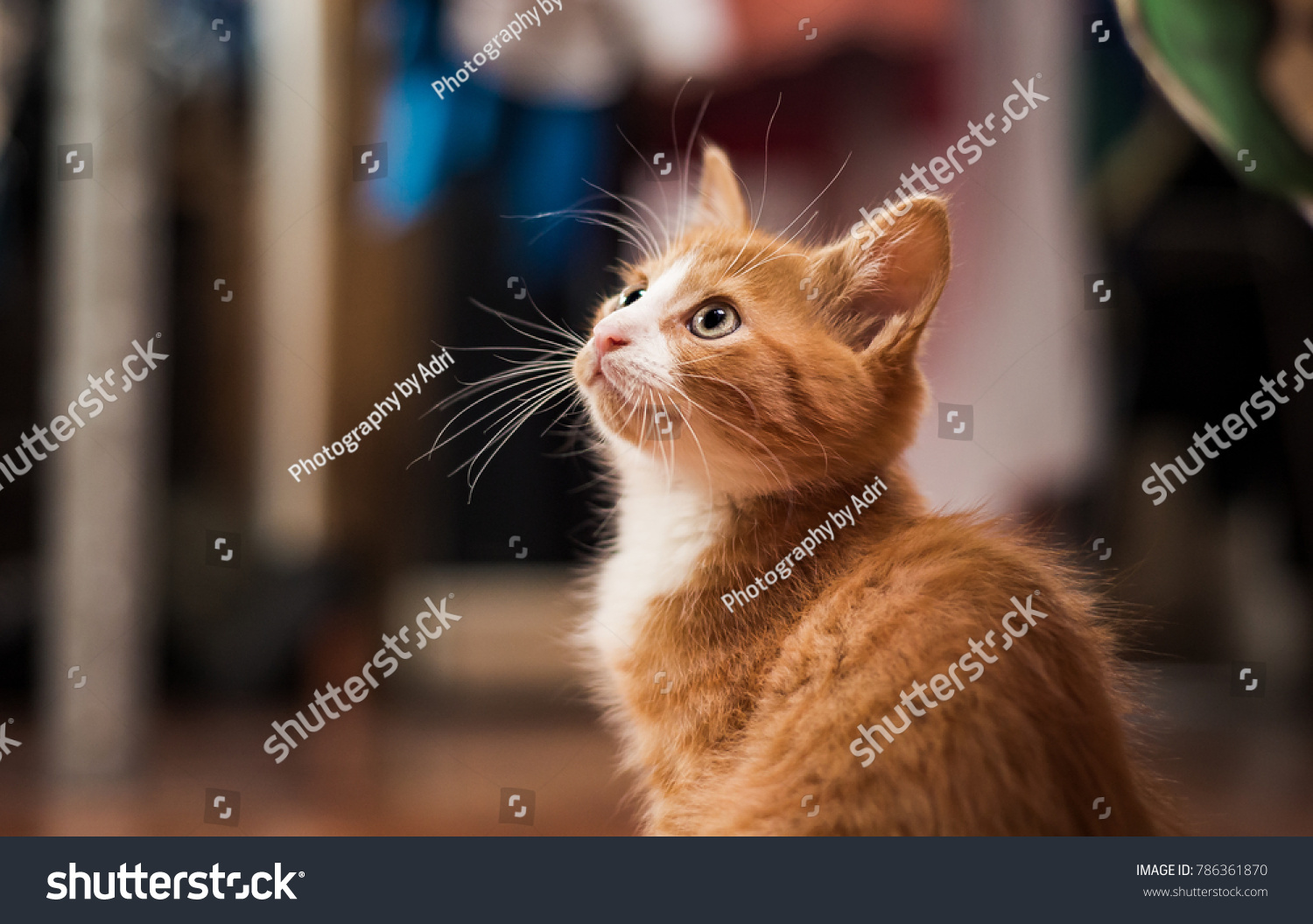 Cute Long Haired Orange Tabby Kitten Stock Photo Edit Now 786361870