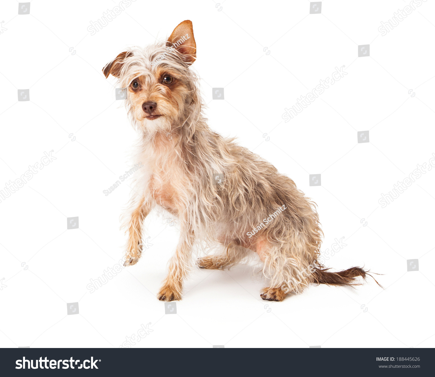 Cute Long Wirehaired Terrier Mixed Breed Stock Photo 188445626
