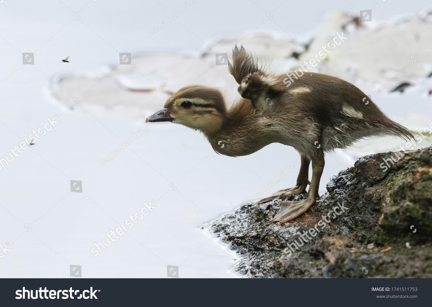 889 Mandarin duckling Images, Stock Photos & Vectors | Shutterstock