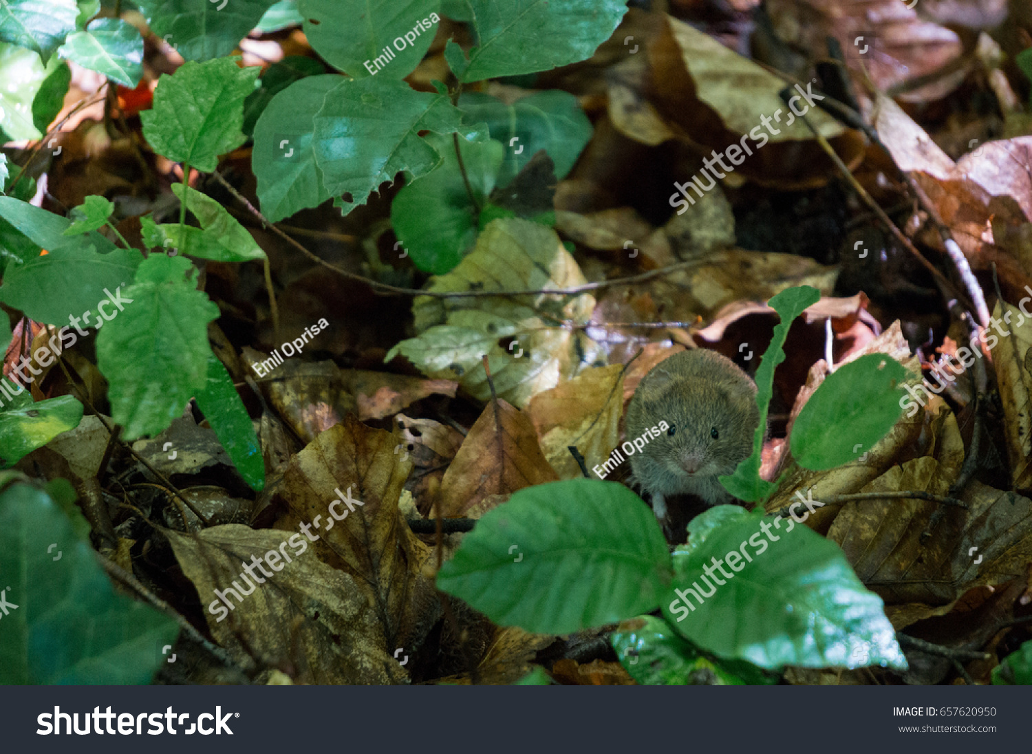 Cute Mouse Posing On Forest Floor Stock Photo Edit Now