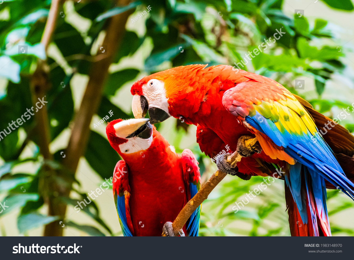 Cute Pair Scarlet Macaws Ara Stock-foto (rediger nu)
