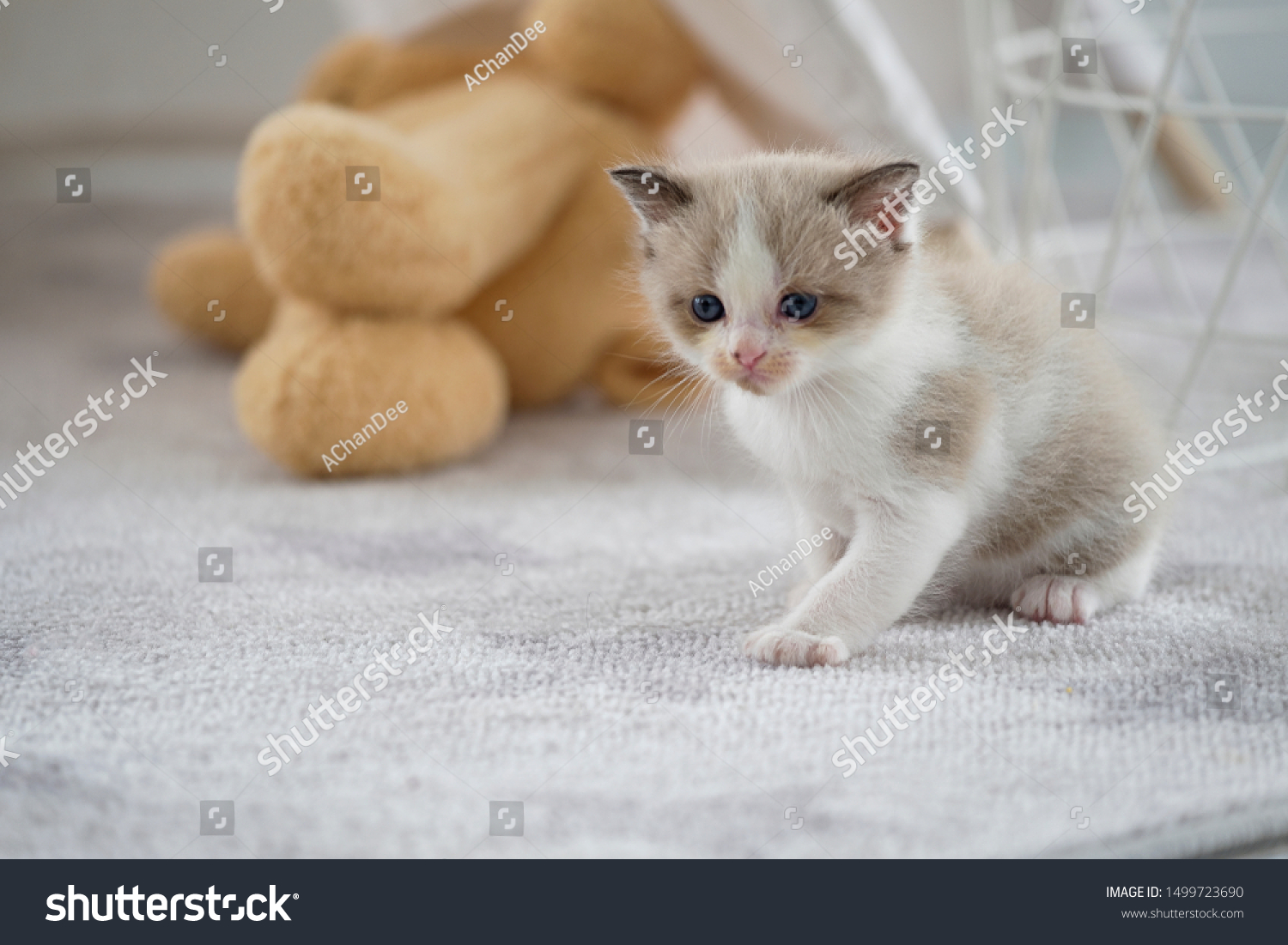 Cute Persian Kitten Sitting Walking White Royalty Free Stock Image