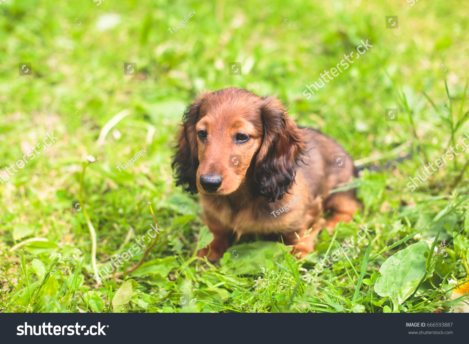 Cute Small Red Longhaired Dachshund Puppy Stock Photo 666593887