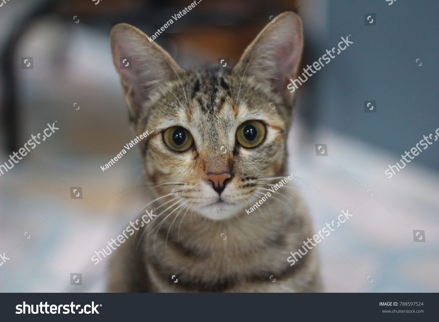 cat in thai language