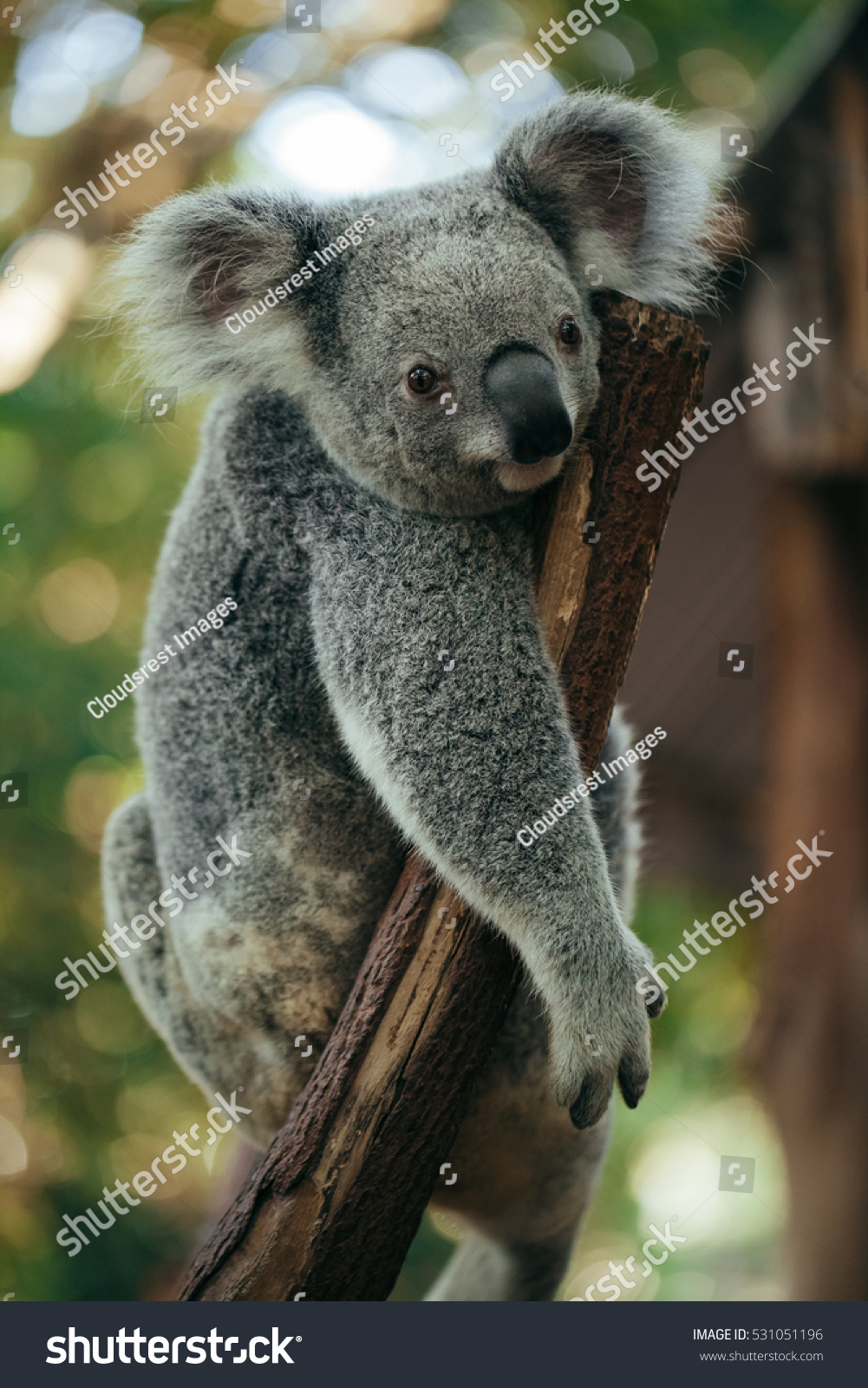 Cutest Koala Bear Hanging Tree Royalty Free Stock Image