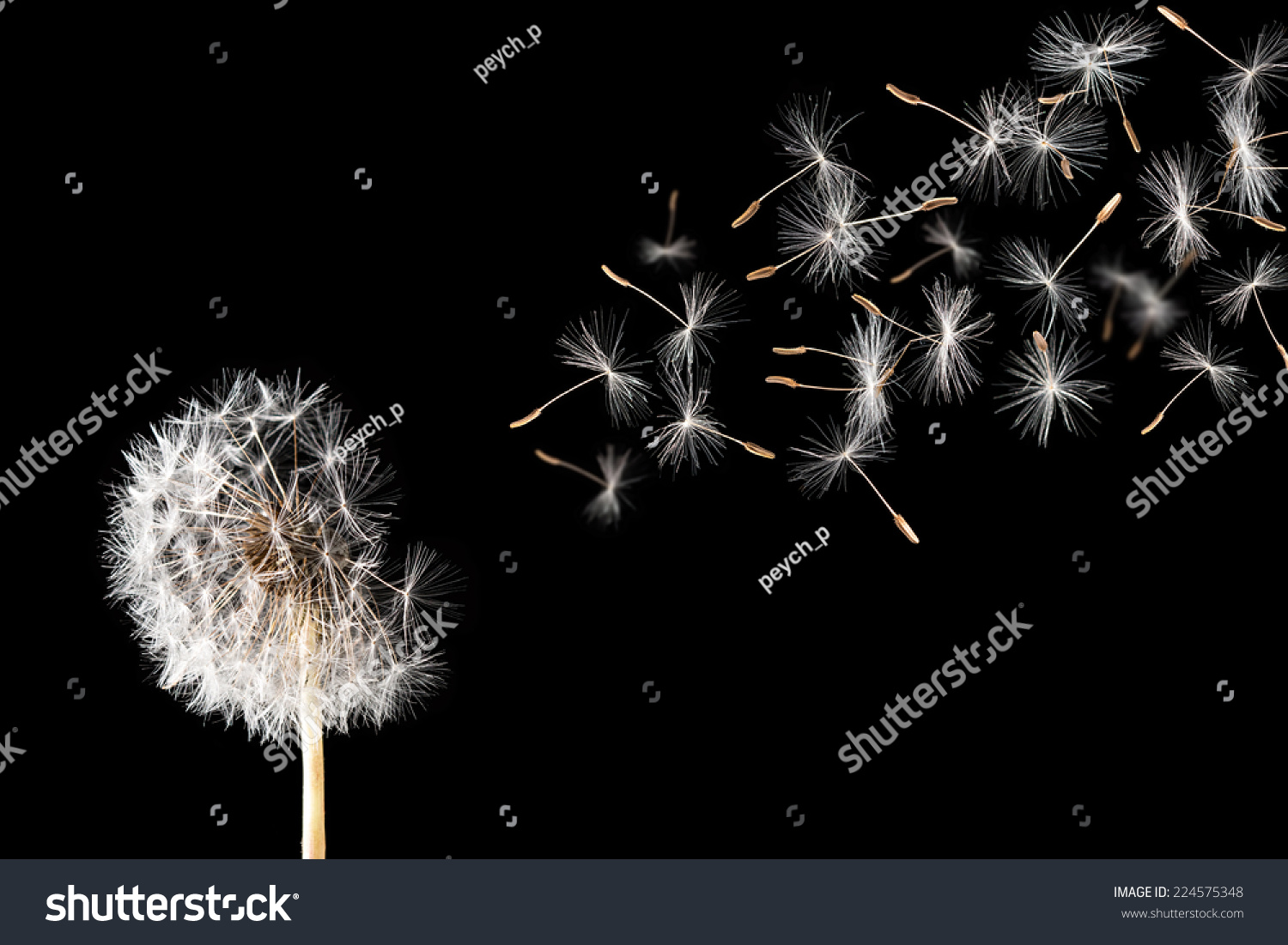 A Dandelion Against A Black Background. Stock Photo 224575348 ...