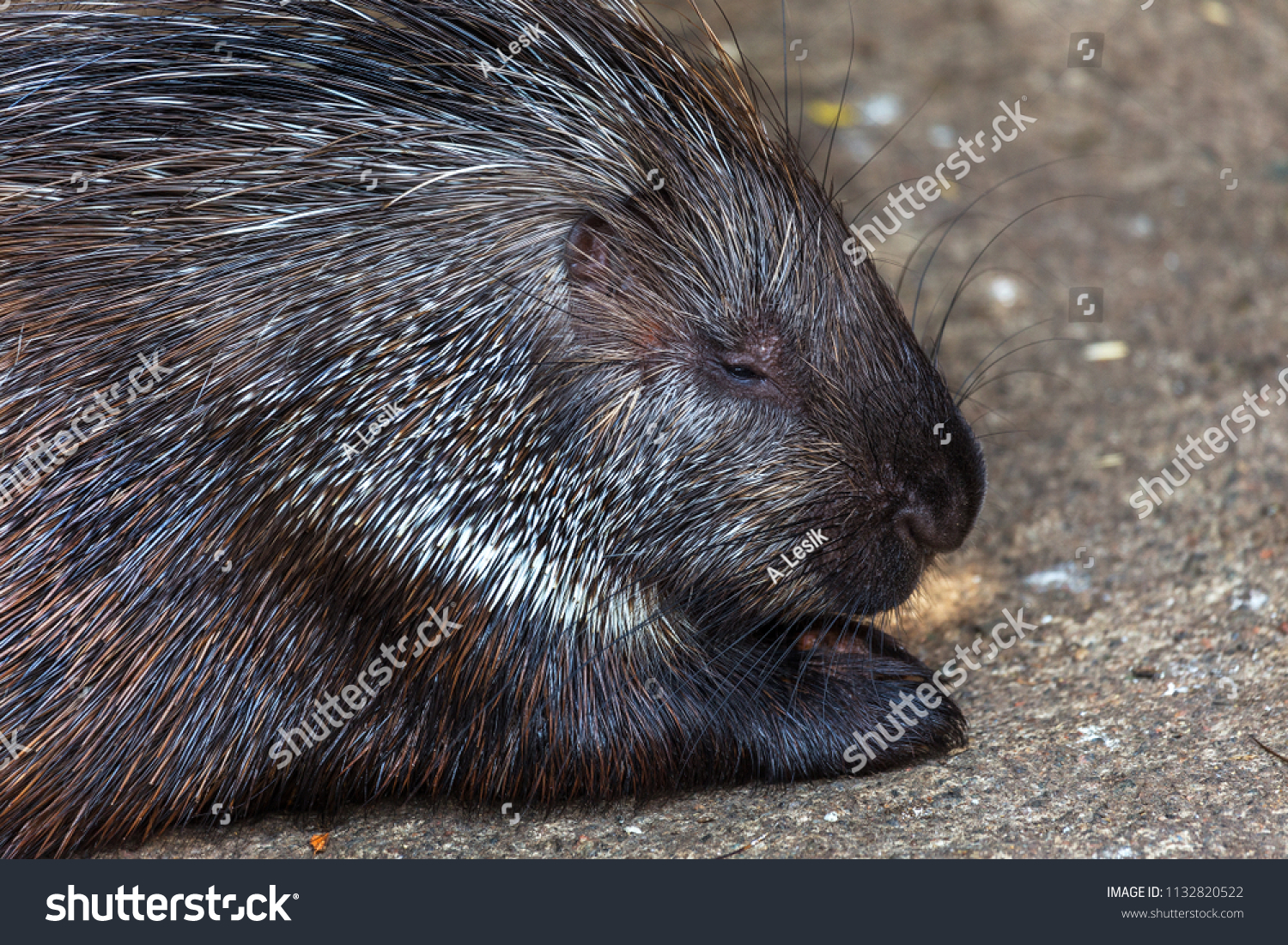 Dangerous Porcupine Large Poisonous Needles Malay Stock Photo Edit Now 1132820522