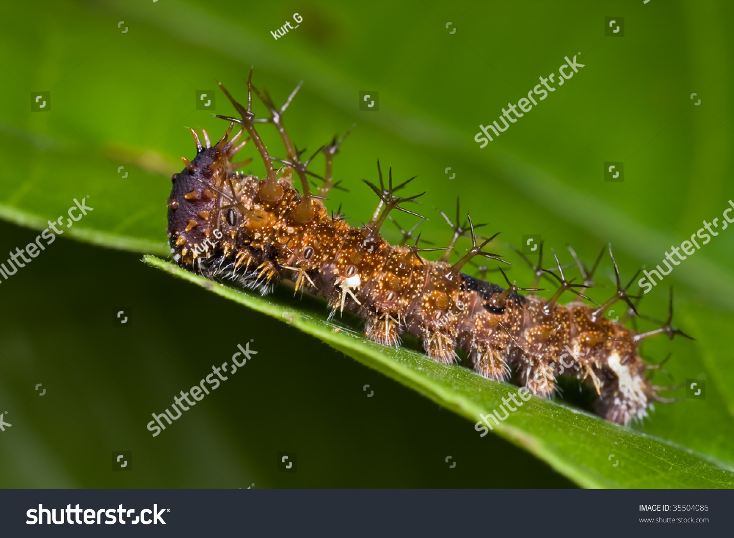 Dark Brown Spiky Caterpillar Stock Photo 35504086 - Shutterstock