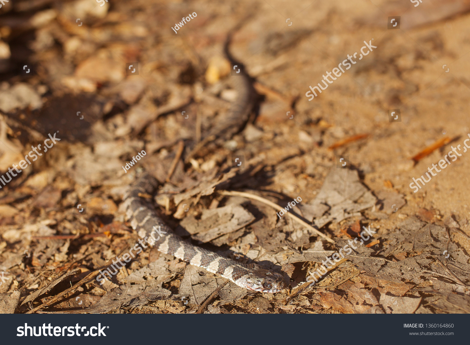 Dead Baby Copperhead Snake On Hiking Stock Photo Edit Now