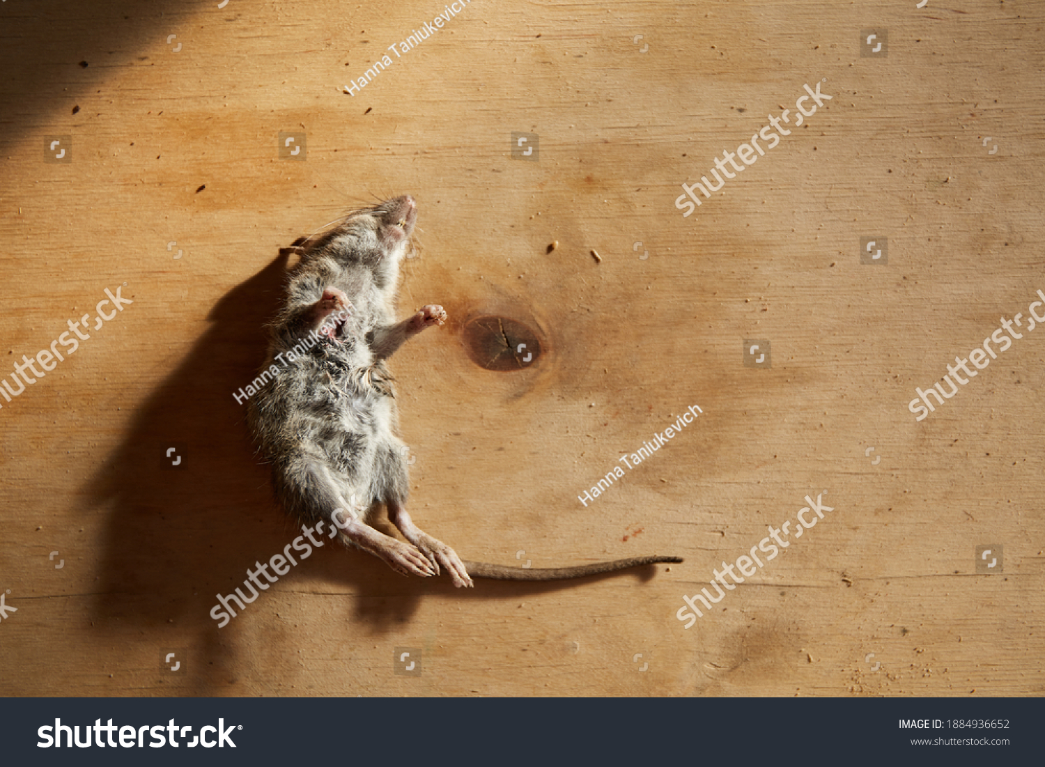 11,651 Dead animal house Images, Stock Photos & Vectors | Shutterstock