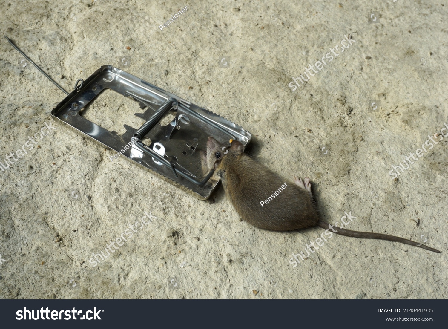 Dead Rat Caught Steel Mousetrap Stock Photo 2148441935 | Shutterstock