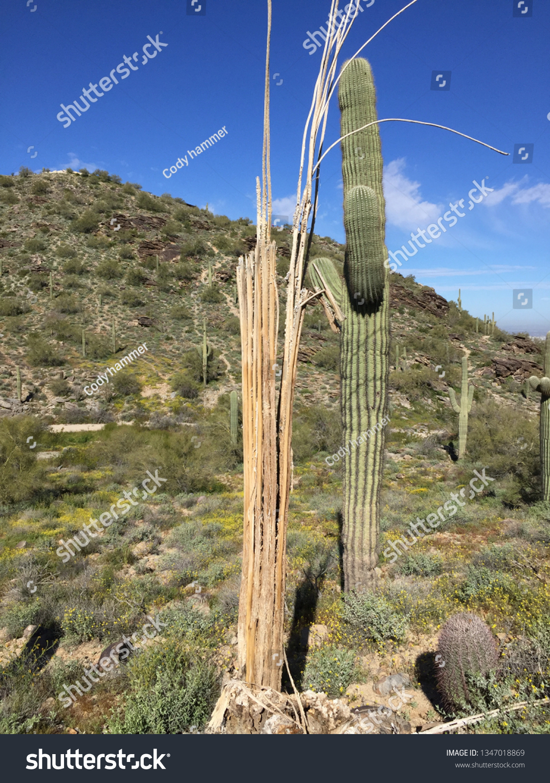 Dead Saguaro Cactus Next Dead One Stock Photo Edit Now 1347018869