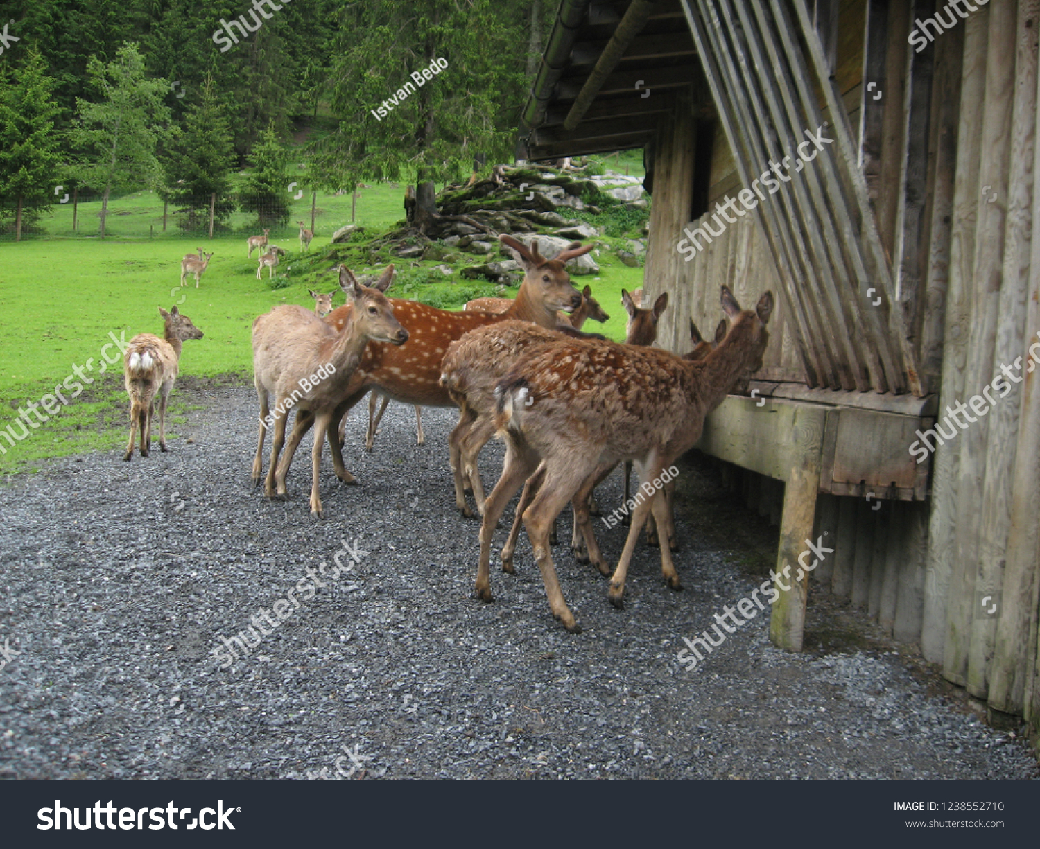 Deer Herd Eating Manmade Feeder Austrian Stock Photo Edit Now