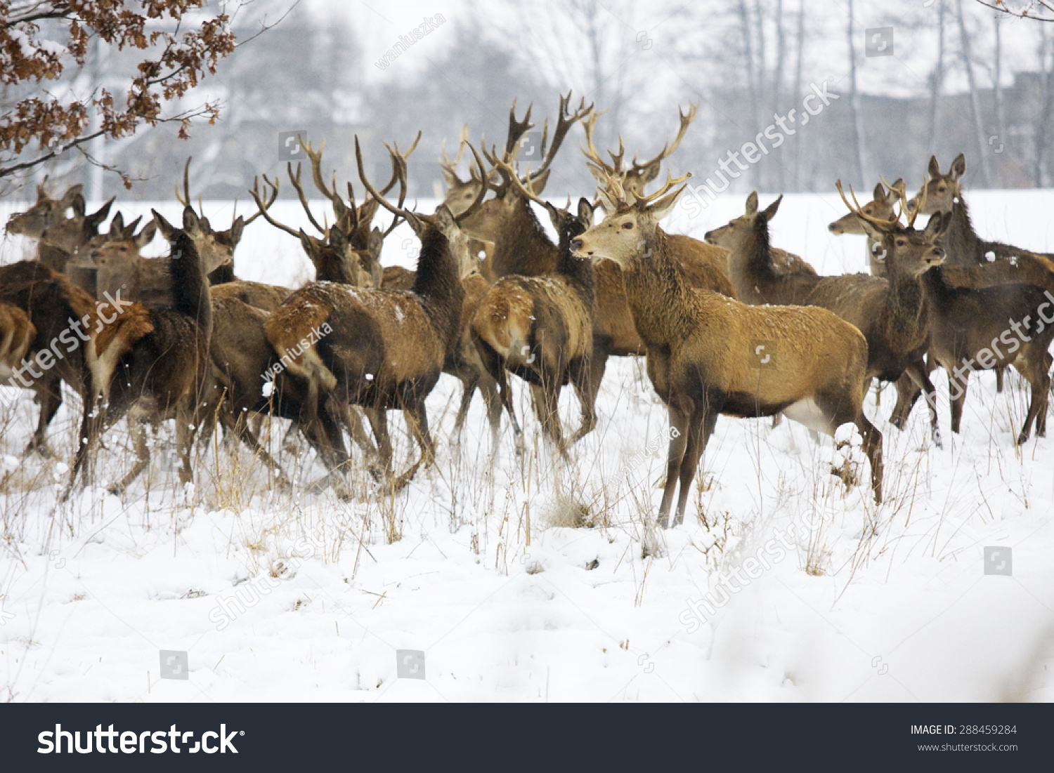 A Deer Herd In Fields Winter Stock Photo 288459284 : Shutterstock