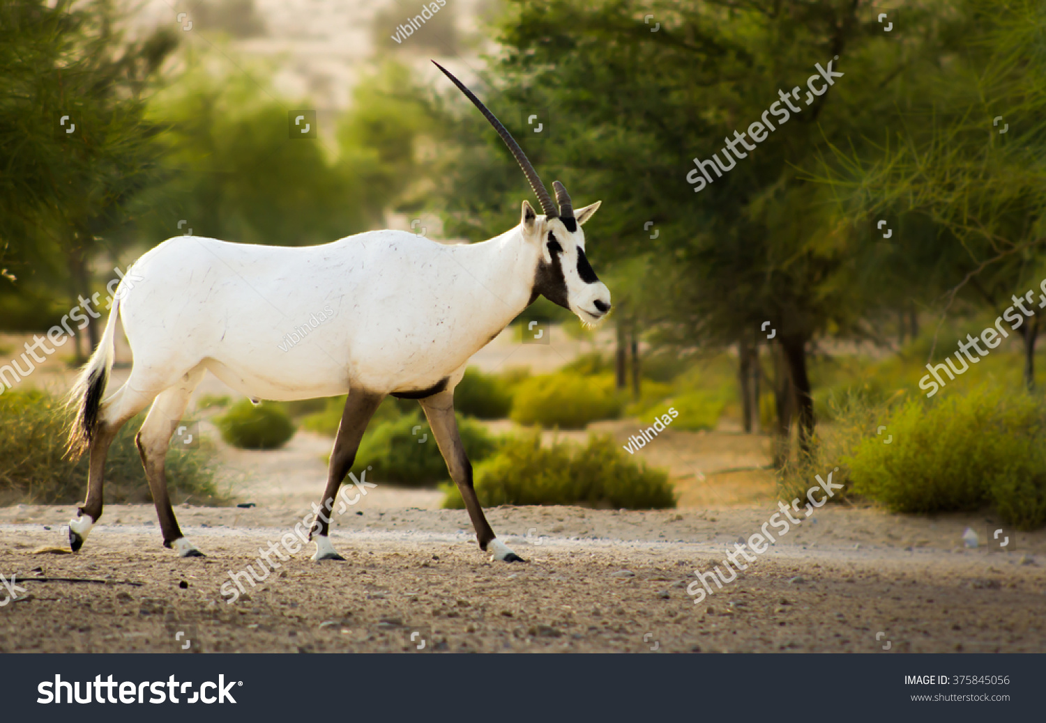 deer-desert-stock-photo-375845056-shutterstock