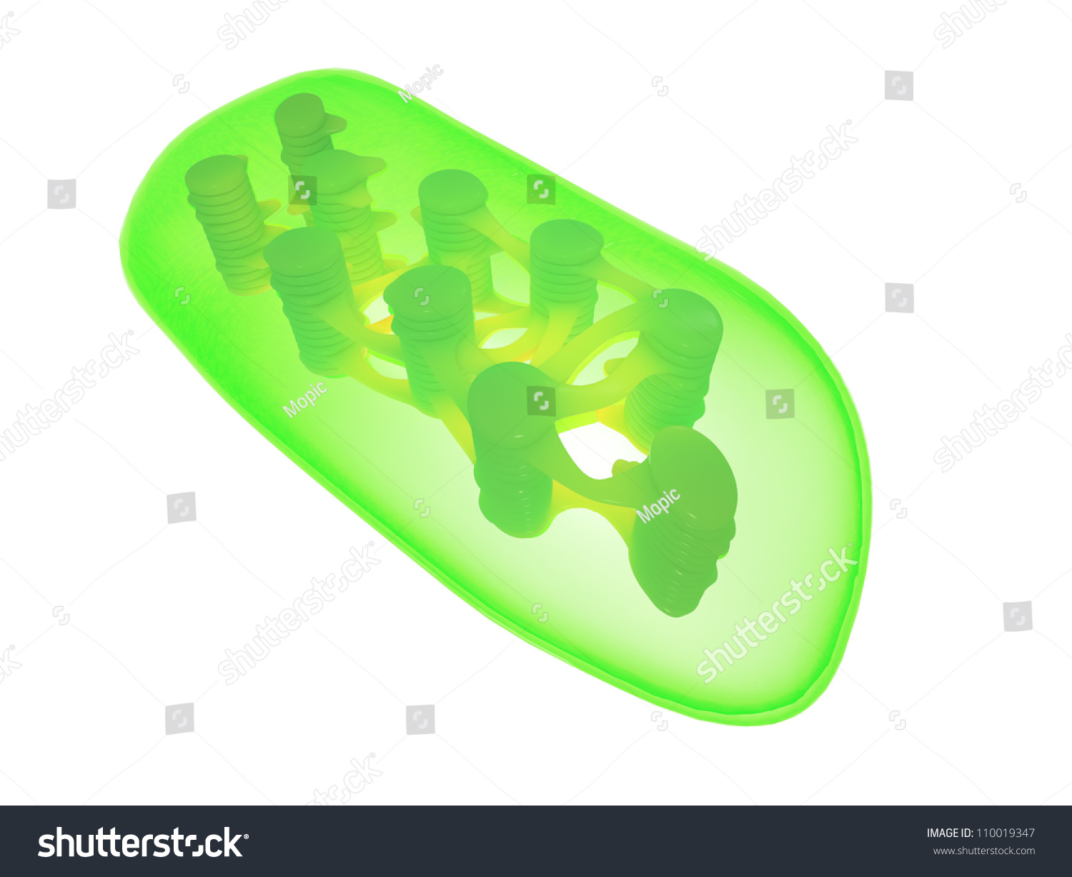 A Detailed Illustration Of A Plant Chloroplast - 110019347 : Shutterstock