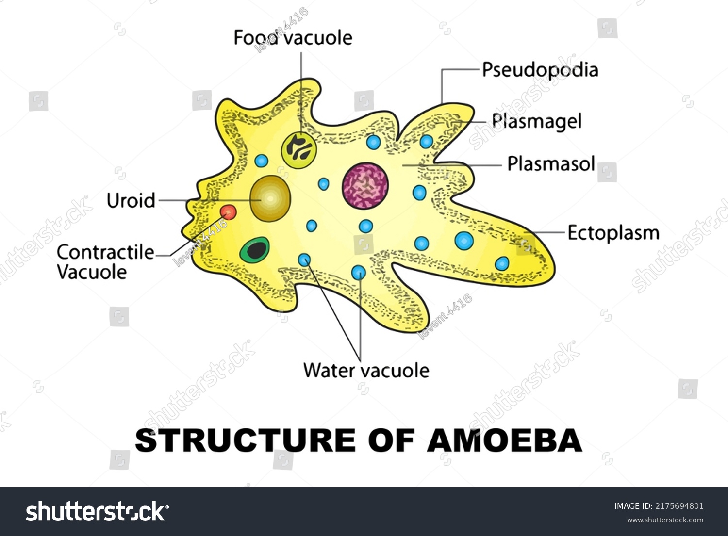 Diagram Showing Structure Amoeba Stock Illustration 2175694801 