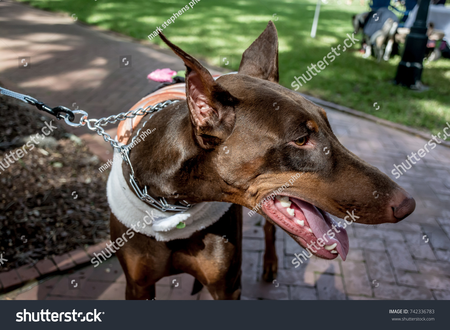 doberman costume