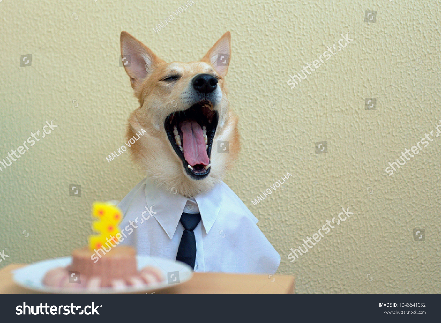 Dog Shirt Tie Yawns Waits Birthday Stock Photo Edit Now 1048641032