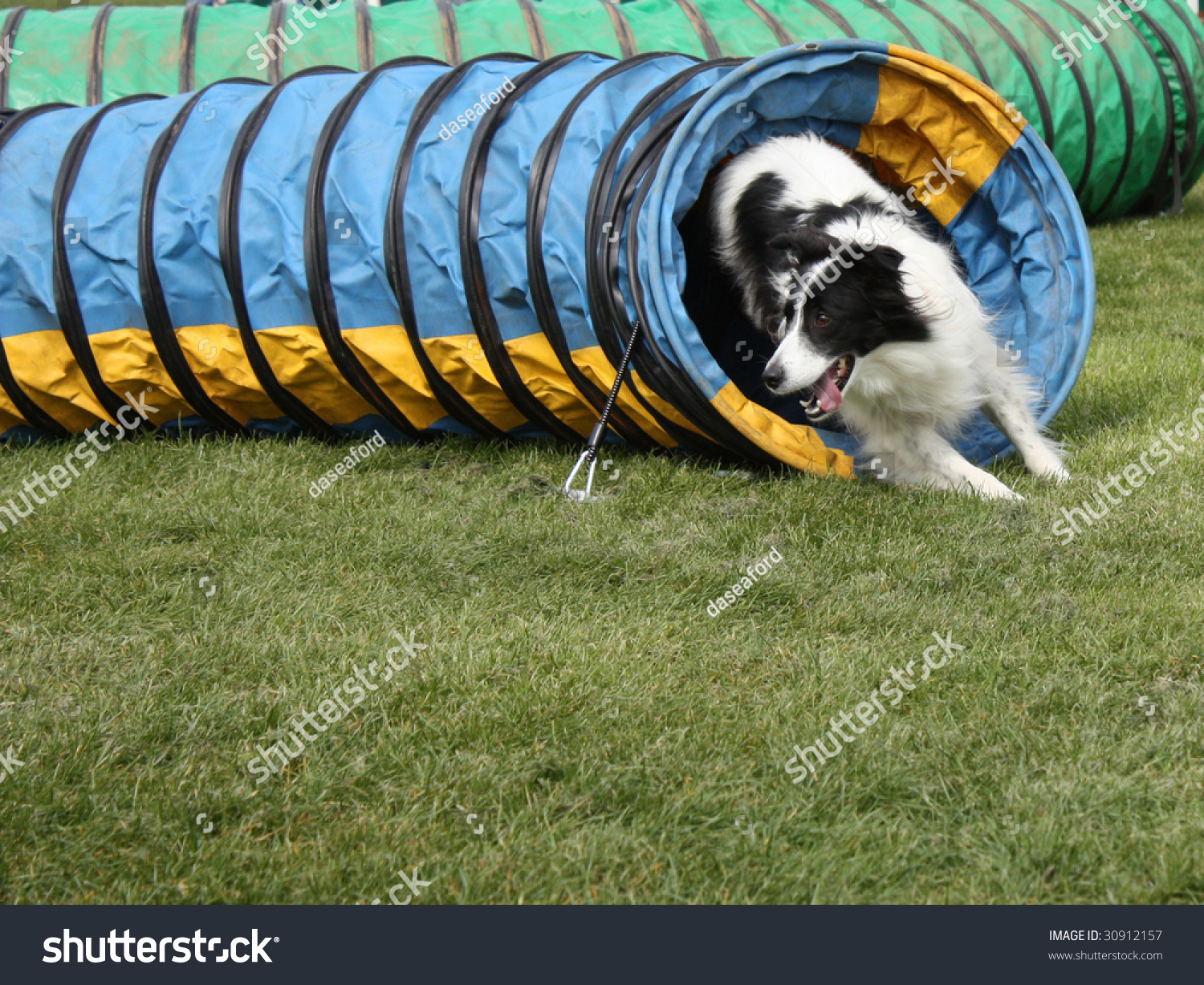 dog running obstacle course