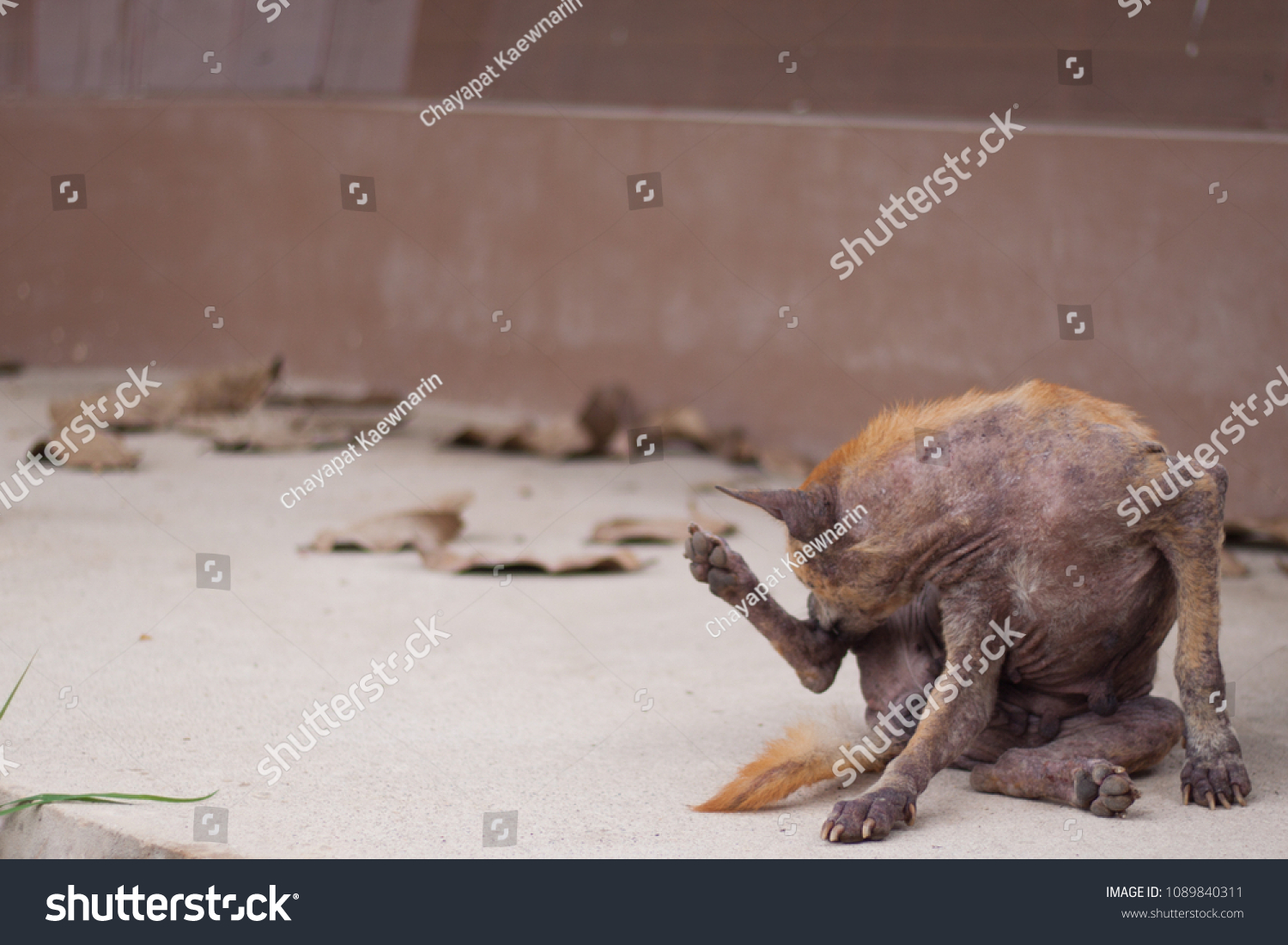 Dog Sick Leprosy Skin Problem Dog Stock Photo 1089840311 Shutterstock