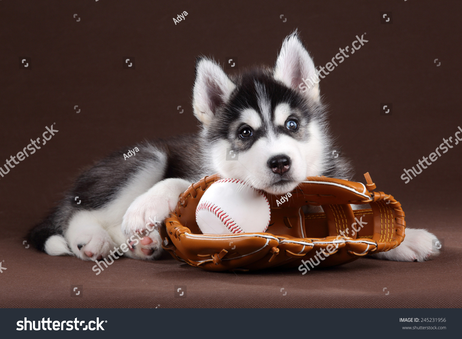 [Image: stock-photo-a-dog-with-a-baseball-glove-245231956.jpg]